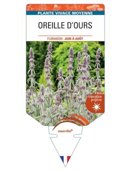 STACHYS byzantina voit Oreille d'Ours