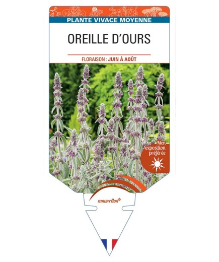 STACHYS byzantina voit Oreille d'Ours