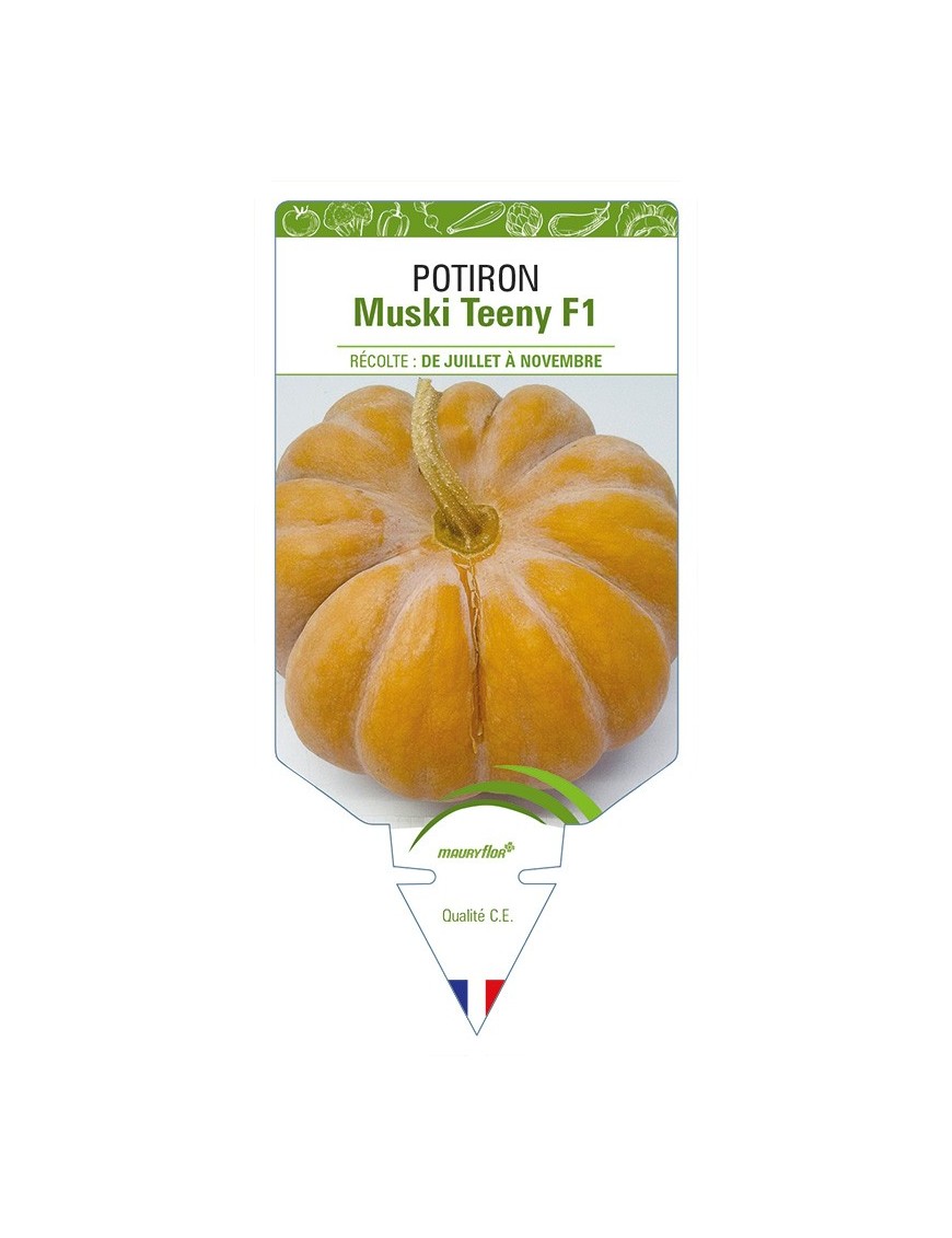 Potiron Muski Teeny F1