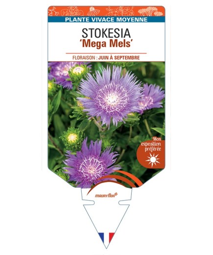 STOKESIA (laevis) Mega Mels