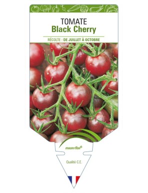 Tomate Black cherry