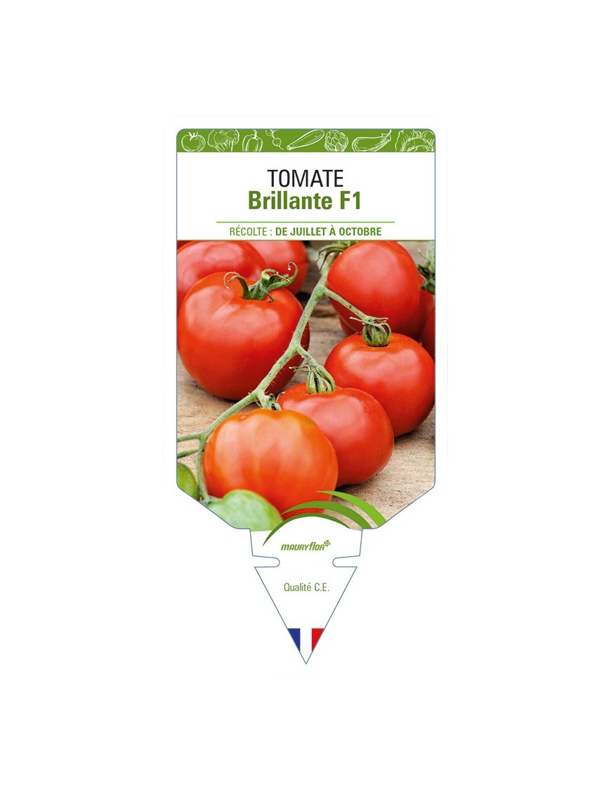 Tomate Brillante F1
