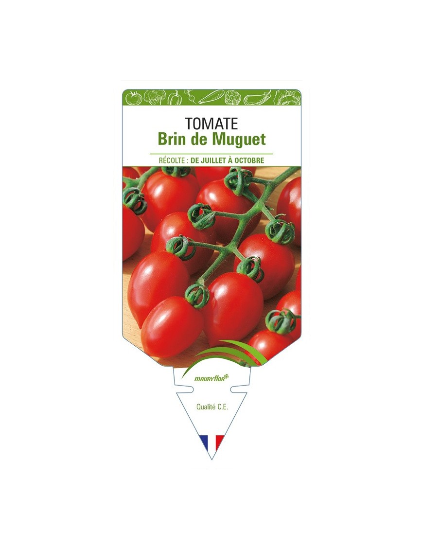 Tomate Brin de Muguet
