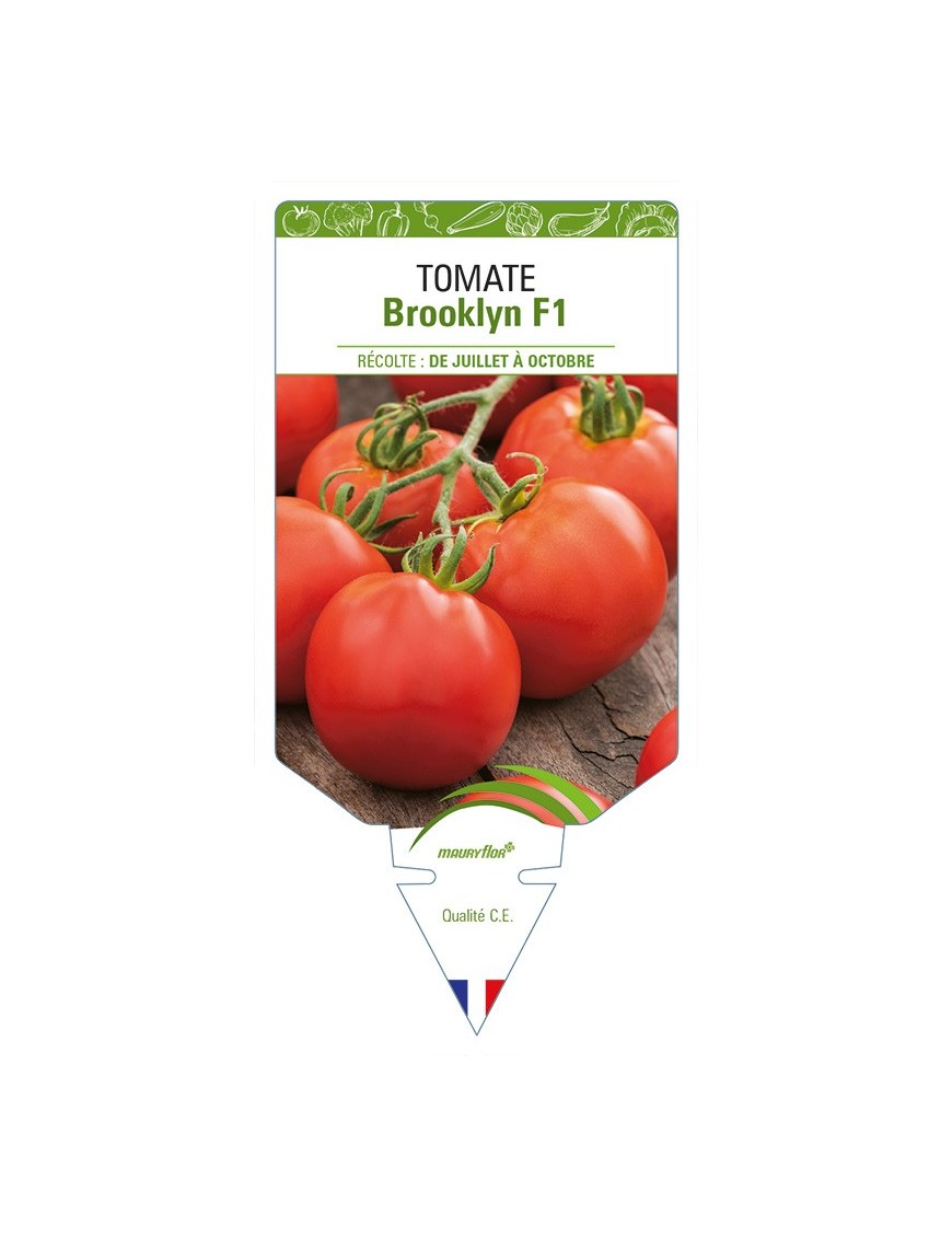 Tomate Brooklyn F1