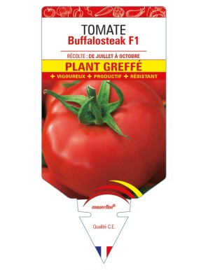 Tomate Buffalosteak F1 Plant greffé