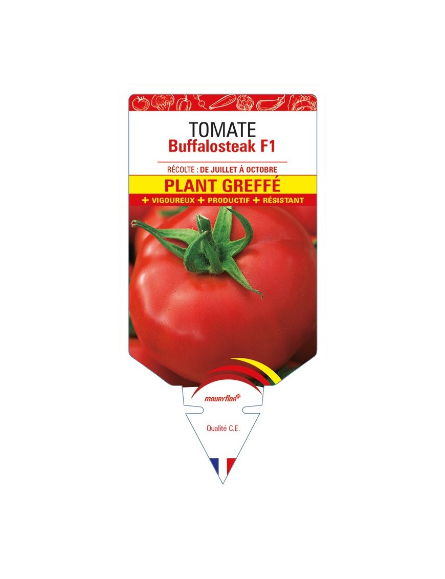 Tomate Buffalosteak F1 Plant greffé