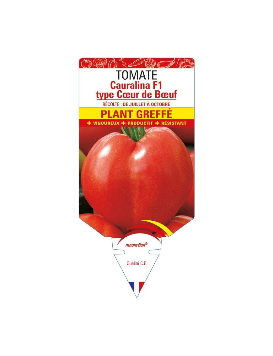 Tomate Cauralina F1 Plant greffé