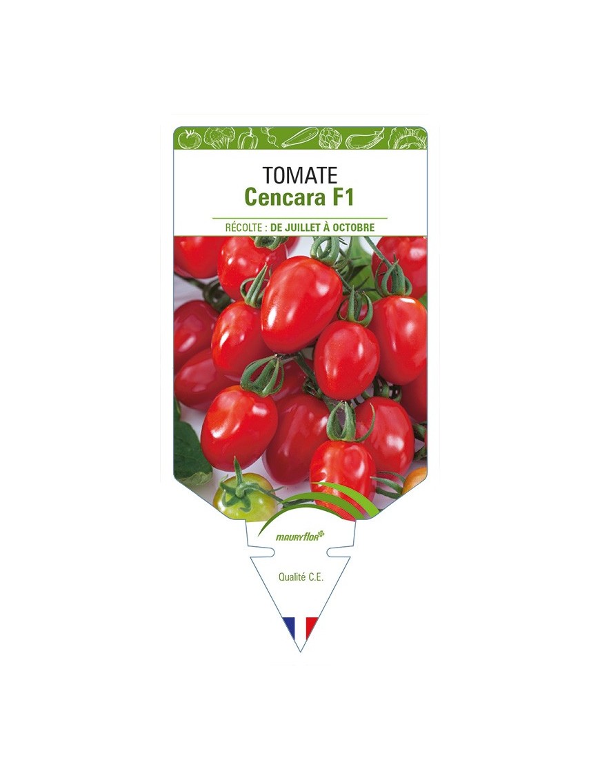 Tomate Cencara F1