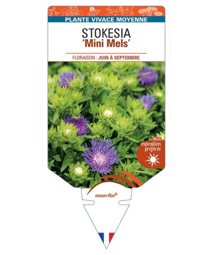 STOKESIA (laevis) Mini Mels