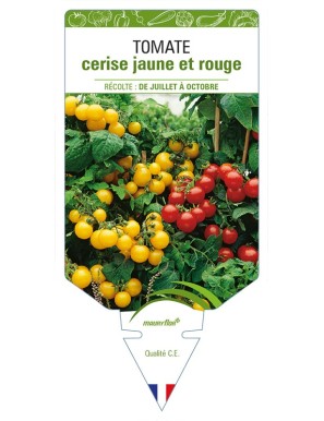 Tomate cerise jaune et rouge