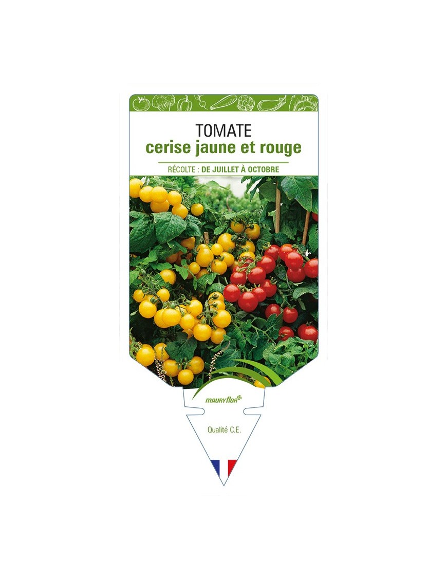 Tomate cerise jaune et rouge