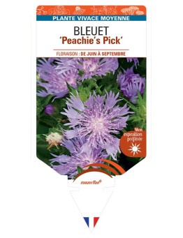 STOKESIA (laevis) Peachie's Pick