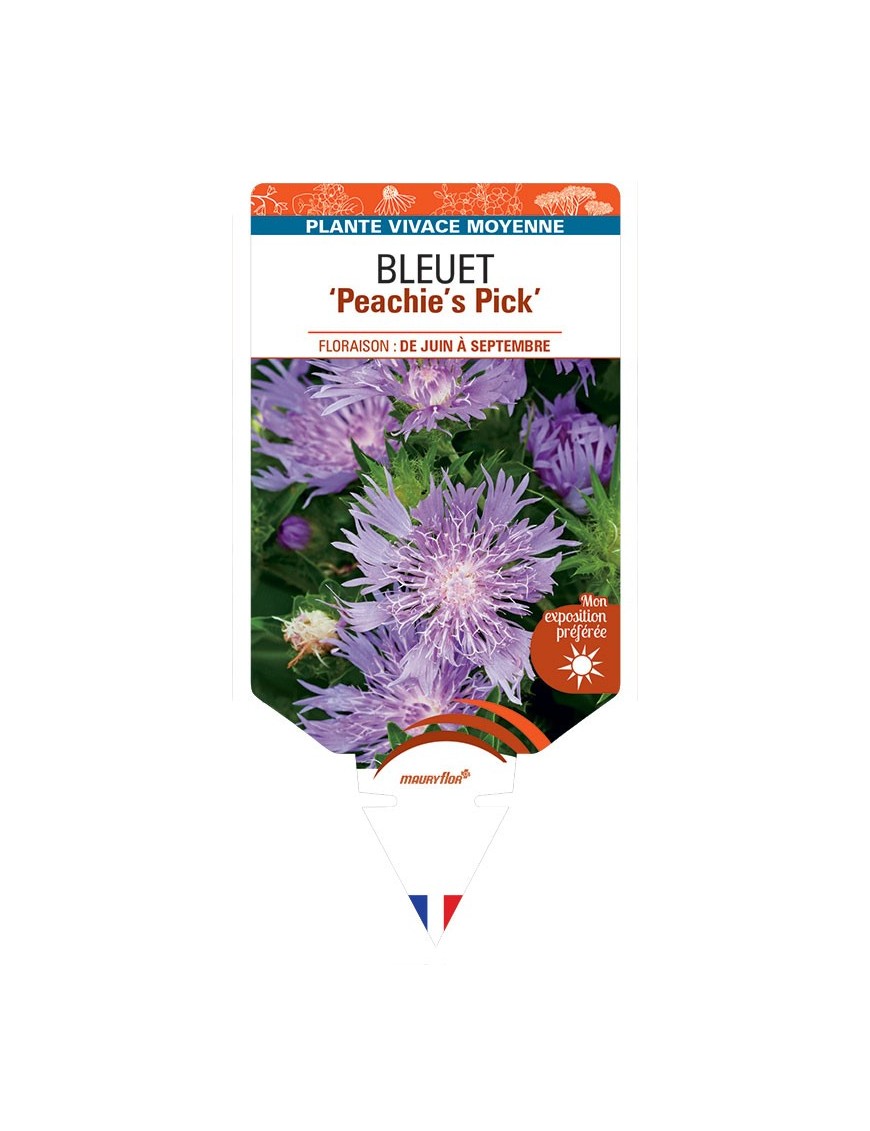 STOKESIA (laevis) Peachie's Pick