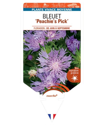 STOKESIA (laevis) Peachie's Pick