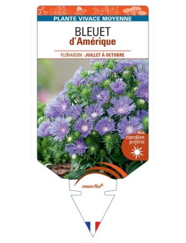 STOKESIA LAEVIS voir Bleuet d'Amérique