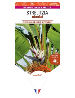 STRELITZIA Nicolai