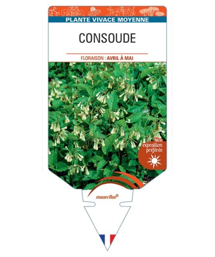 SYMPHYTUM GRANDIFLORUM voir Consoude