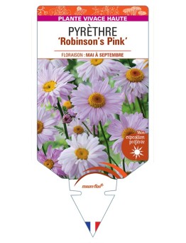 TANACETUM coccineum Robinson's Pink voir Pyrèthre