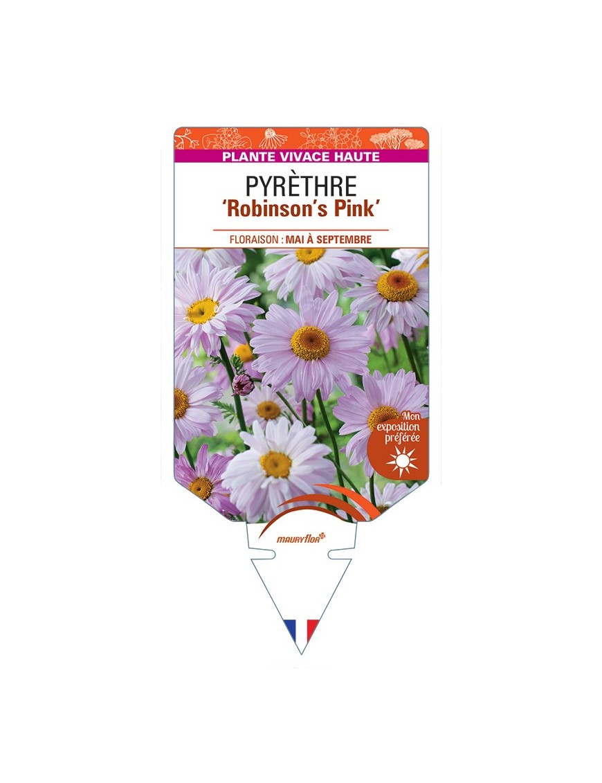 TANACETUM coccineum Robinson's Pink voir Pyrèthre