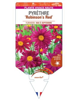 TANACETUM coccineum Robinson's Red voir Pyrèthre