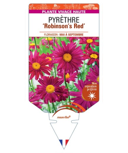 TANACETUM coccineum Robinson's Red voir Pyrèthre