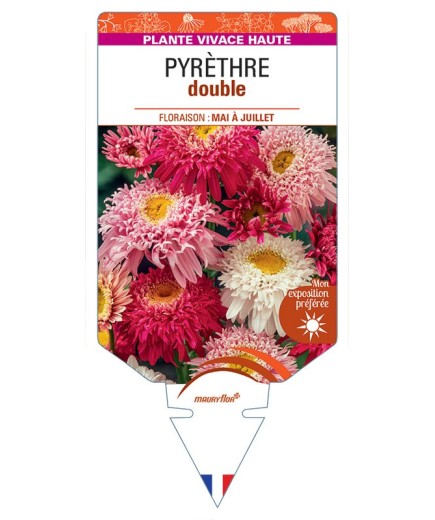 TANACETUM COCCINEUM voir Pyrèthre double (varié)