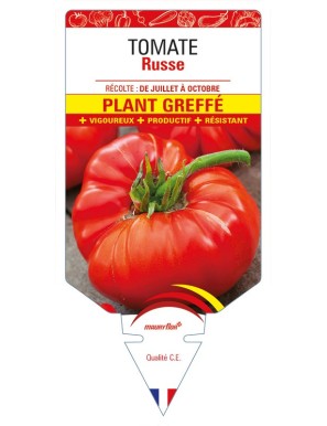 Tomate San Marzano F1 Plant greffé
