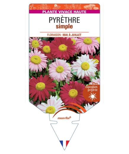 TANACETUM COCCINEUM voir Pyrèthre simple (varié)