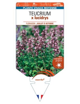 TEUCRIUM X LUCIDRYS (rose)
