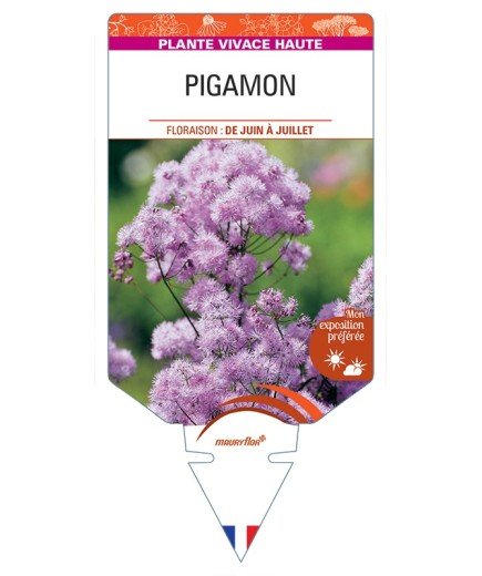 THALICTRUM aquilegifolium voir Pigamon