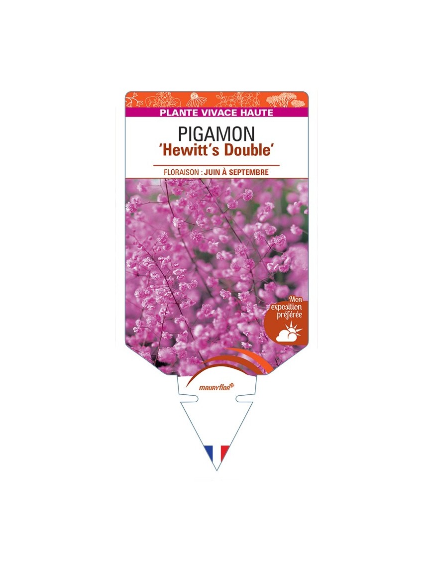 THALICTRUM delavayi Hewitt's Double voir Pigamon