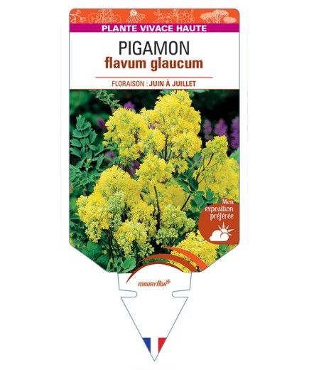 THALICTRUM flavum glaucum voir Pigamon