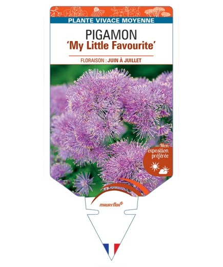 THALICTRUM My Little Favourite voir Pigamon