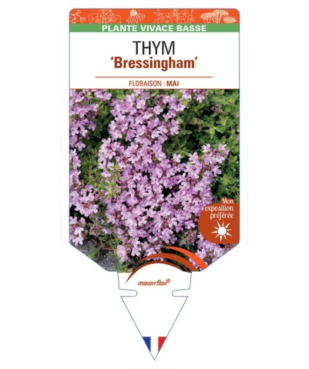 THYMUS (doerfleri) Bressingham