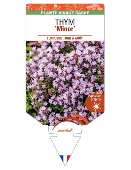 THYMUS (praecox) Minor