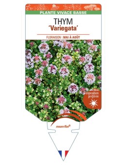 THYMUS MICROPHYLLA VARIEGATA voir Thym (lilas)