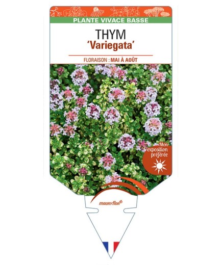 THYMUS MICROPHYLLA VARIEGATA voir Thym (lilas)