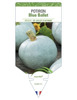 Potiron Blue Ballet