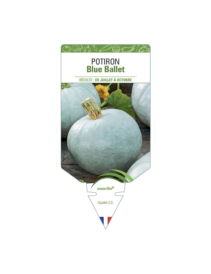 Potiron Blue Ballet