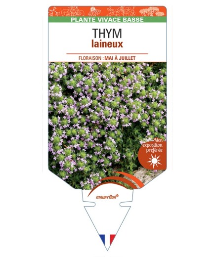 THYMUS praecox pseudolanuginosus voir Thym laineux