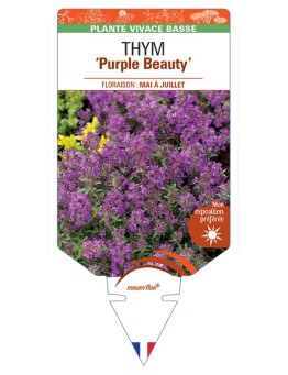 THYMUS praecox Purple Beauty voir Thym