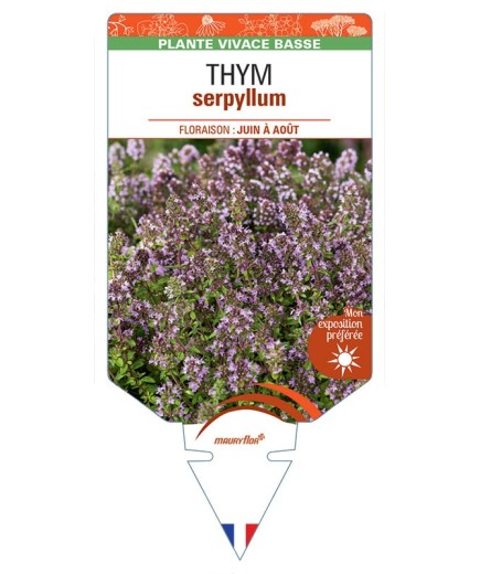 THYMUS SERPYLLUM voir Thym (rouge carmin)