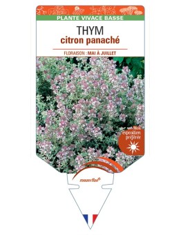 THYMUS x citriodorus panaché blanc voir Thym citron panaché