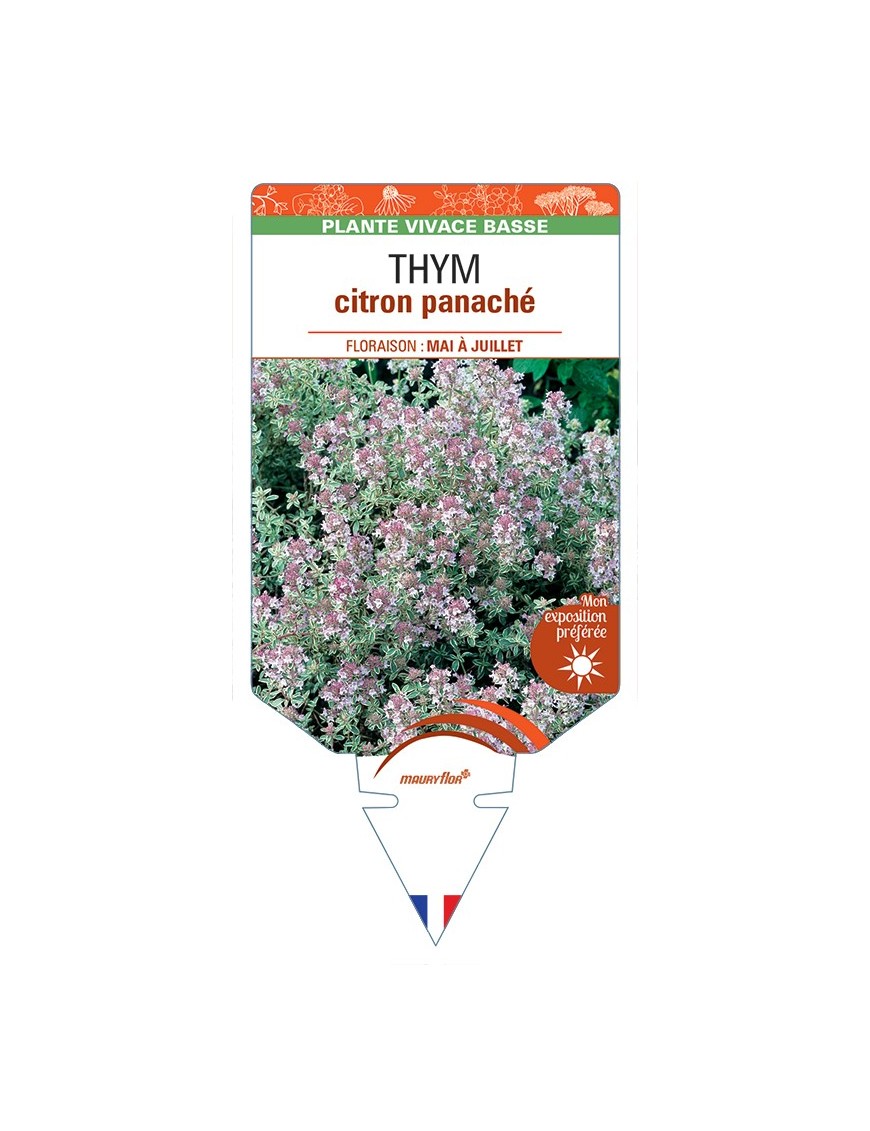 THYMUS x citriodorus panaché blanc voir Thym citron panaché