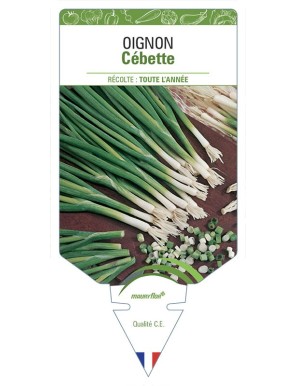 Oignon Cébette