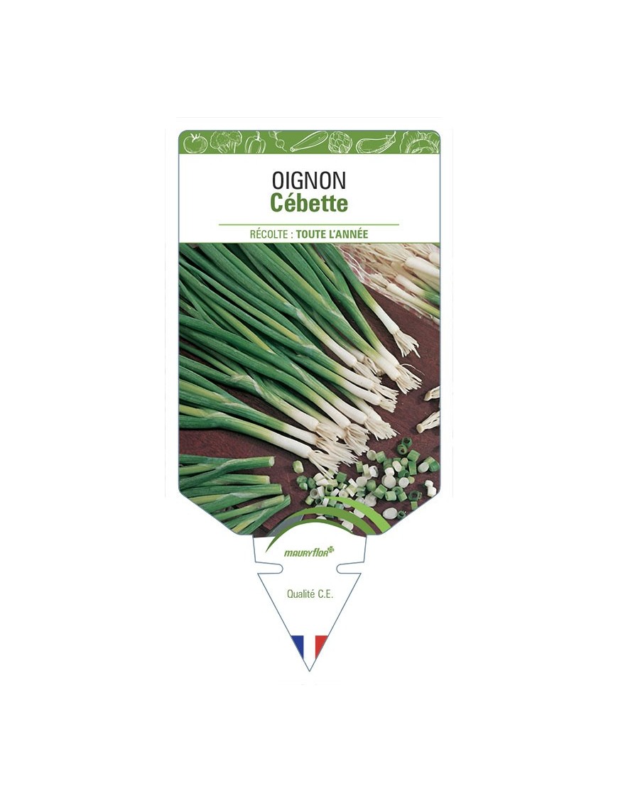 Oignon Cébette
