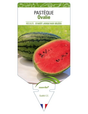 Pastèque Ovalie
