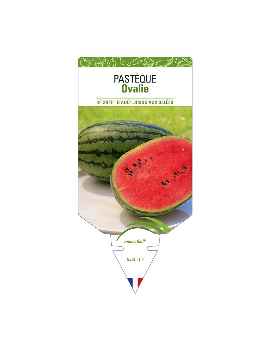 Pastèque Ovalie