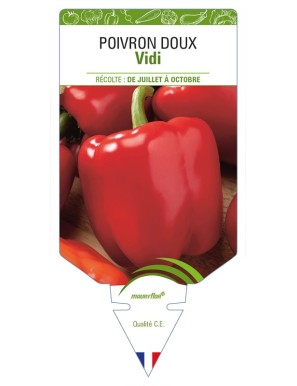 Poivron doux Vidi