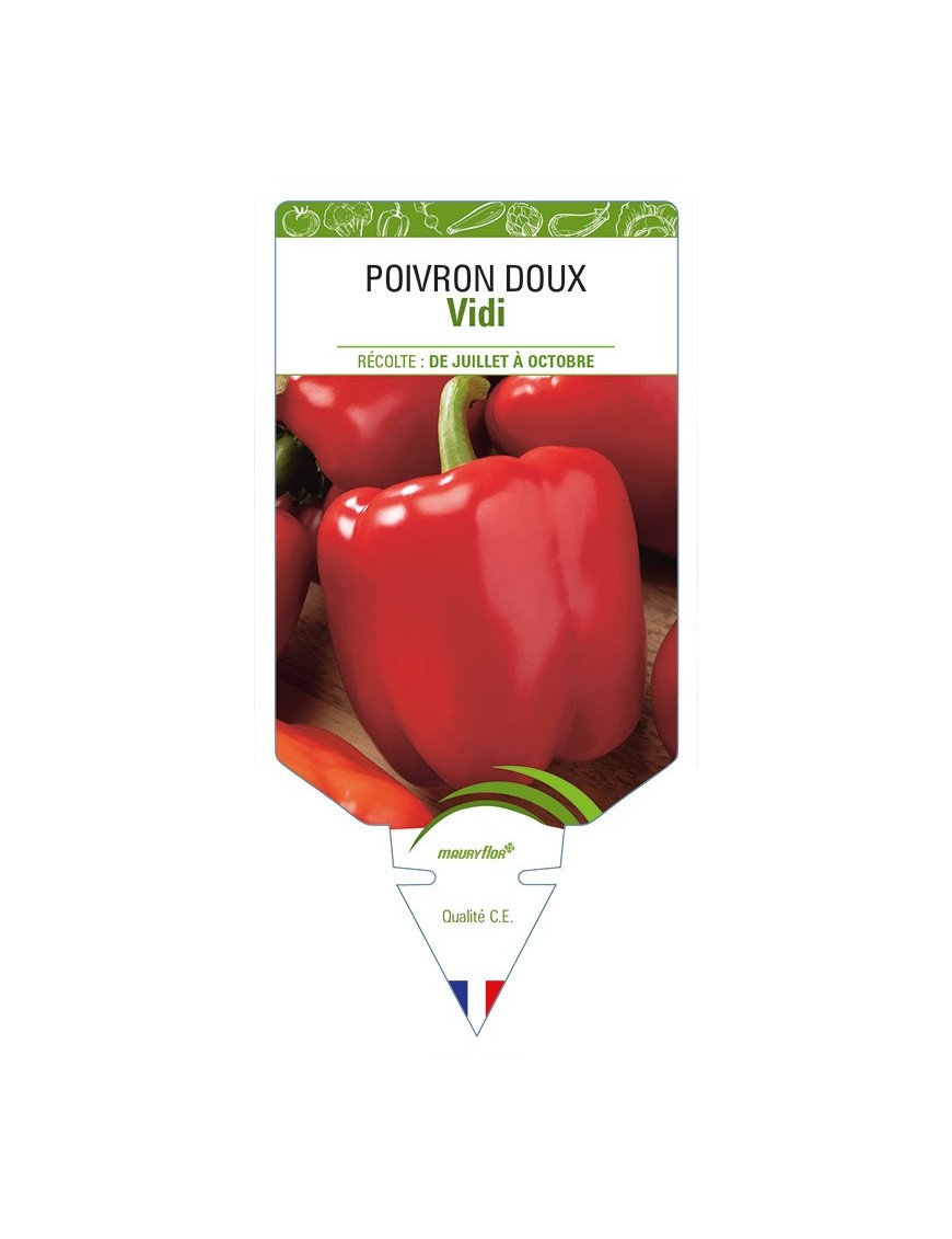 Poivron doux Vidi